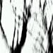 Tree Black & White (4) by granagringa