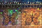 15th Dec 2018 - Christmas Lights Butterfly ~