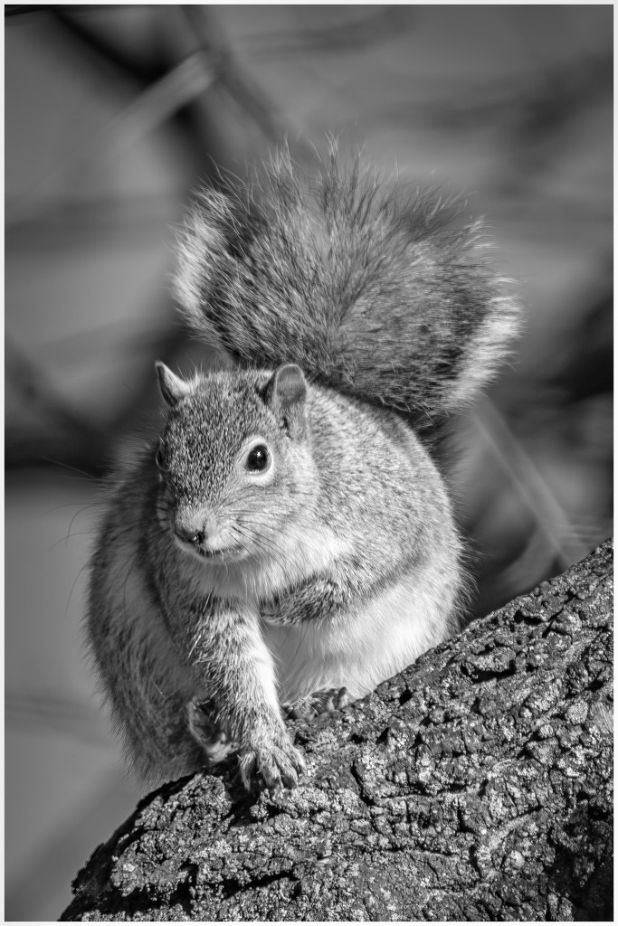 squirrel by jernst1779
