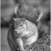 squirrel by jernst1779