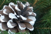 2nd Dec 2018 - Pine cone and green