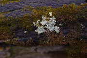 14th Dec 2018 - lichen