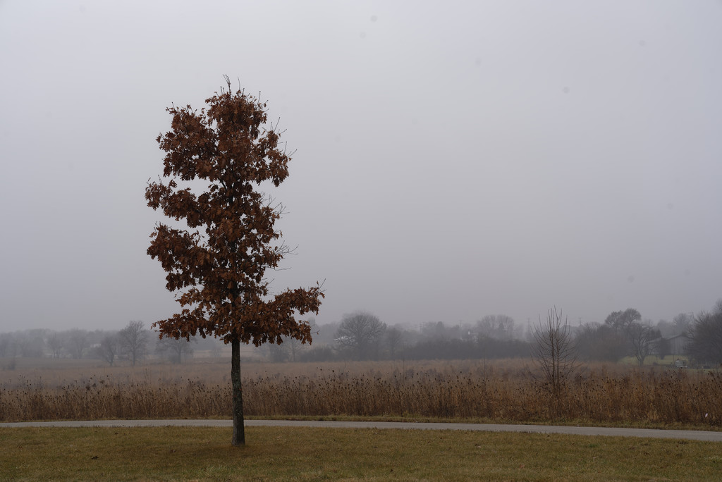 foggy tree by rminer