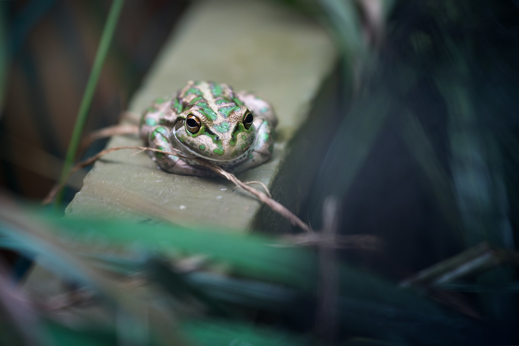 One of my Dad's frogs by jodies