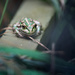 One of my Dad's frogs by jodies