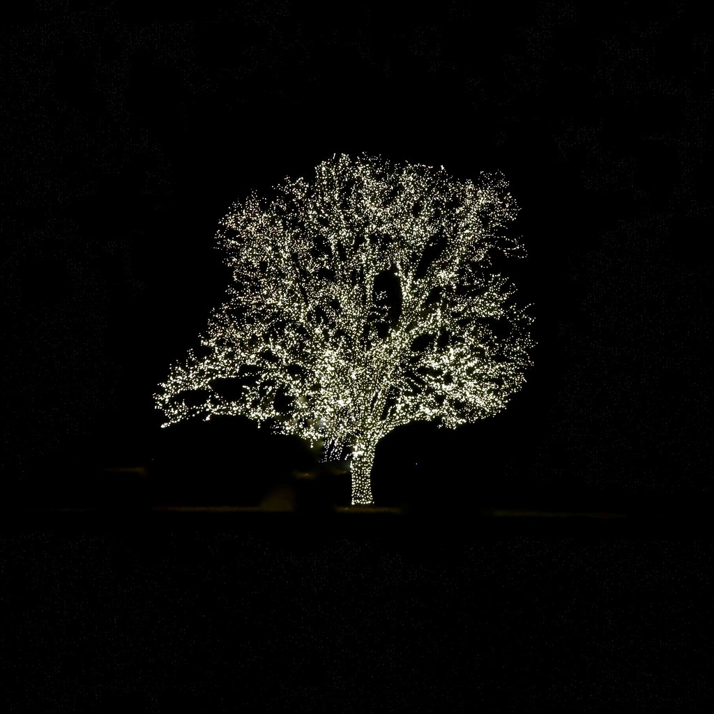 The Shiloh Road Tree, 2018 by louannwarren