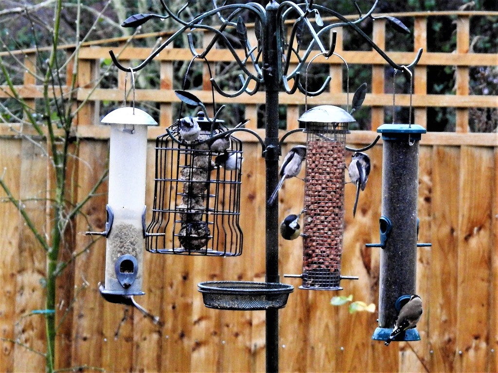  The Birds are back on the Feeders by susiemc
