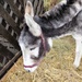 Christmas Donkey  by susiemc