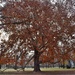 Big tree by kork