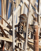 15th Dec 2018 - american tree sparrow in the reeds