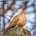 mourning dove by jernst1779