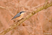 15th Dec 2018 - Red-breasted Nuthatch!