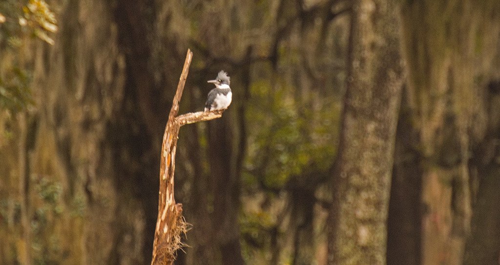 Lone Kingfisher! by rickster549