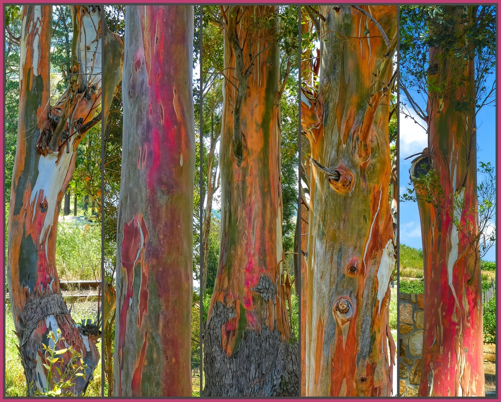 Colourful trees - Rainbow Eucalyptus by ludwigsdiana