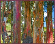 16th Dec 2018 - Colourful trees - Rainbow Eucalyptus