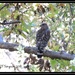 Familiar Hawk... by soylentgreenpics