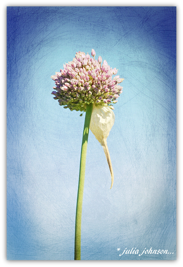 Garlic Flower Head... by julzmaioro