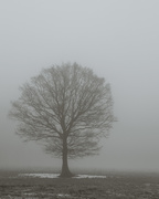 16th Dec 2018 - Tree in the Mist
