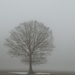 Tree in the Mist by leonbuys83