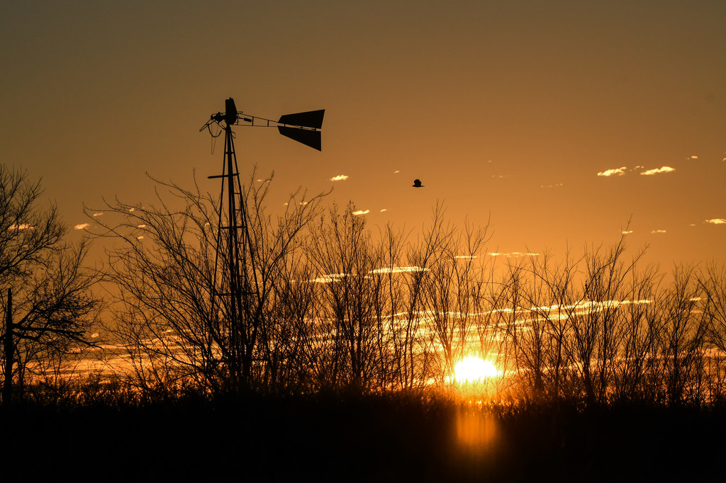 A Hawk, a Weather Vane, and a Kansas Sunrise by kareenking