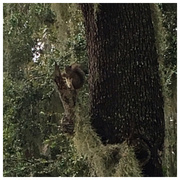 13th Dec 2018 - Florida Squirrel 