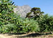16th Dec 2018 - Olive Orchard