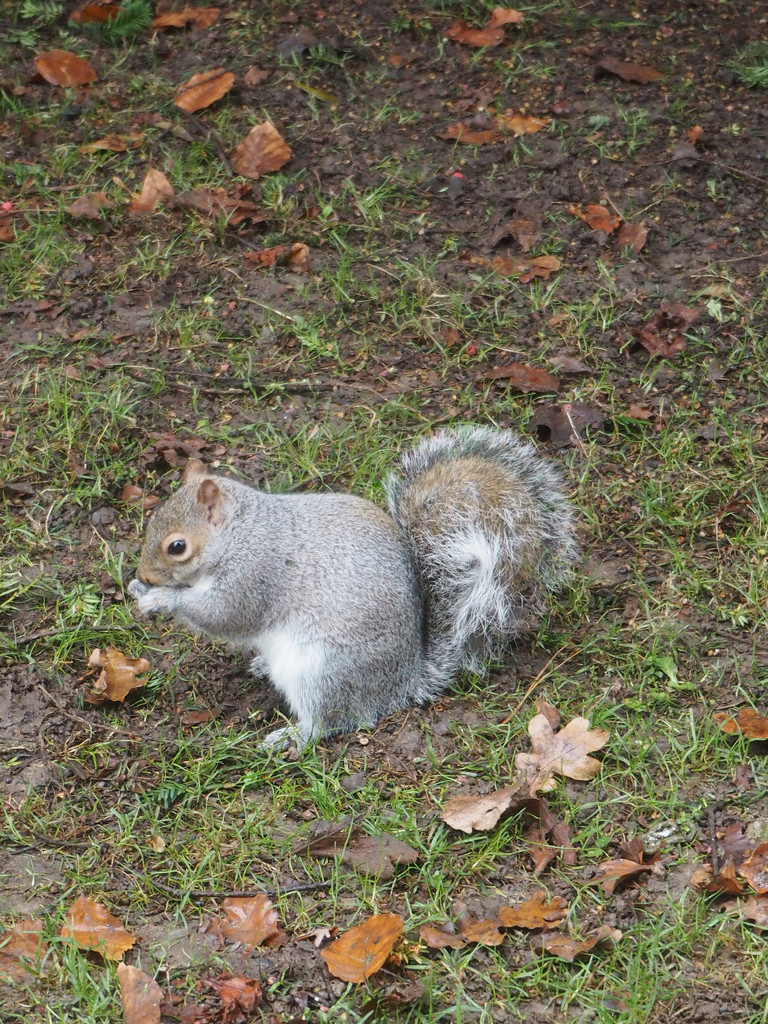 squirrel by josiegilbert