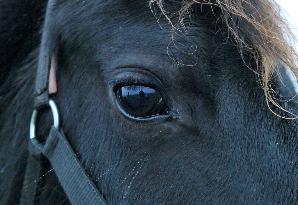 in the horse's eye by marijbar
