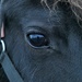 in the horse's eye by marijbar