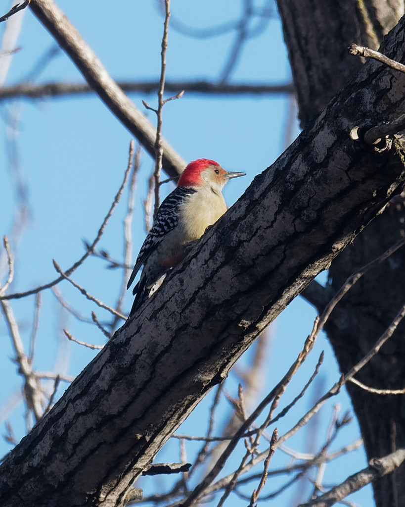 Red-bellied woodpecker by rminer