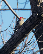 16th Dec 2018 - Red-bellied woodpecker