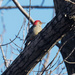 Red-bellied woodpecker by rminer