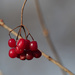 berries by rminer