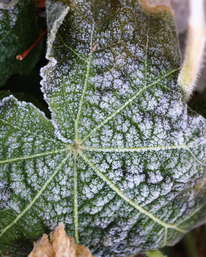 December 16: Frosted Hollyhock by daisymiller