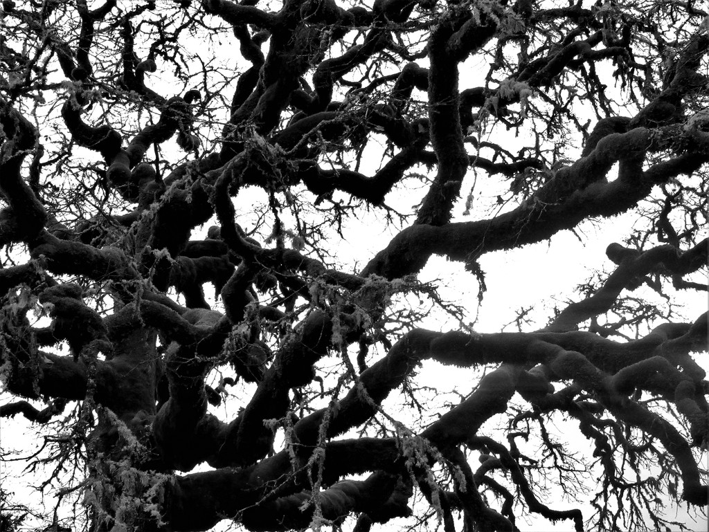 Tree black & white (5) by granagringa