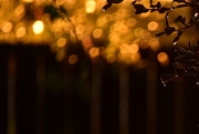 16th Dec 2018 - Sunset Bokeh after the Storm