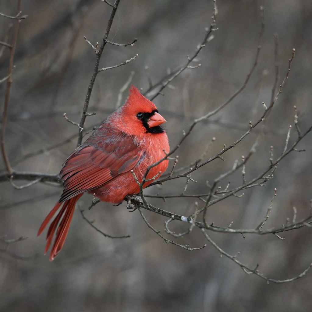 Northern Cardinal by dridsdale