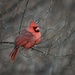 Northern Cardinal by dridsdale