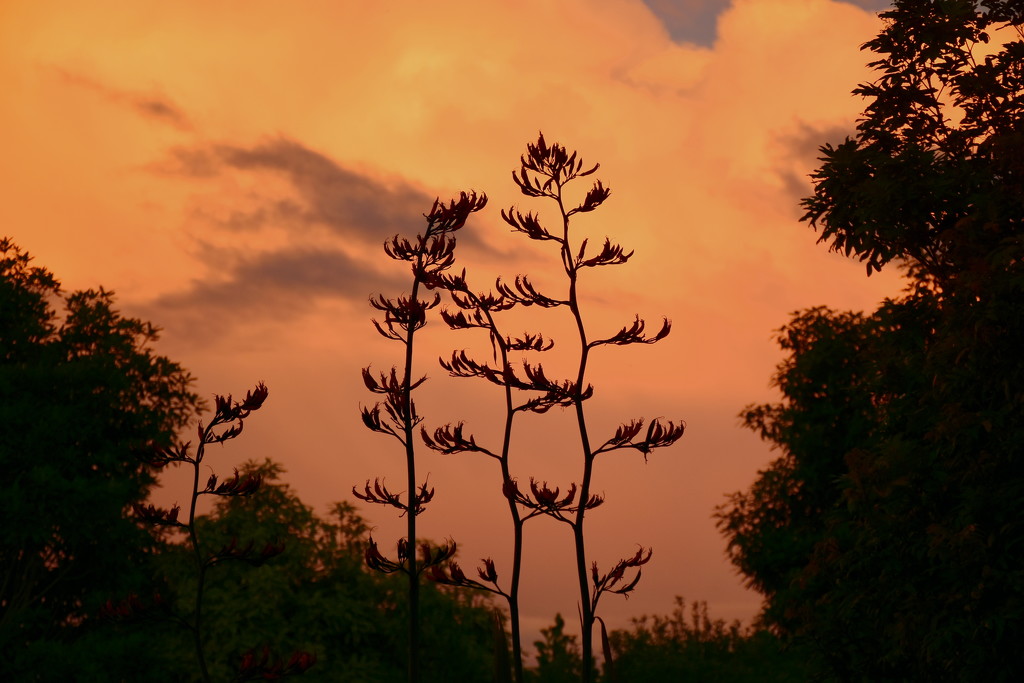 Flax at Sunset by nickspicsnz