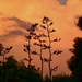 Flax at Sunset by nickspicsnz