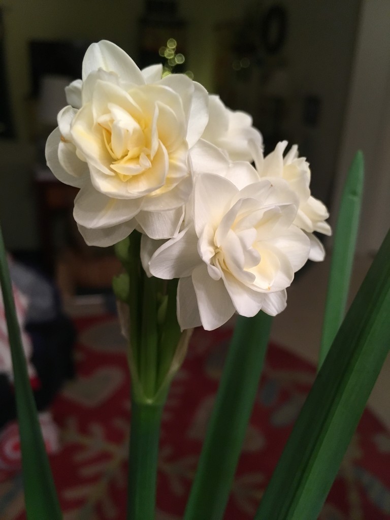 my paperwhites bloomed! by wiesnerbeth