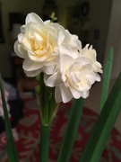 11th Dec 2018 - my paperwhites bloomed!