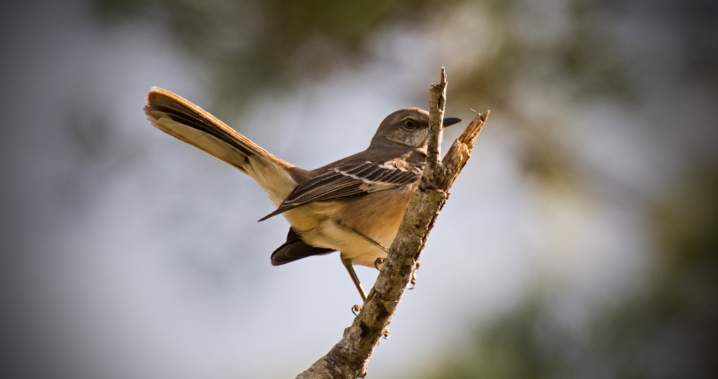 Mockingbird With Attitude! by rickster549