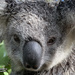 update on Krissy by koalagardens