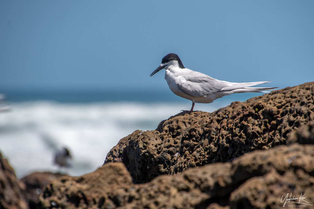 White Breasted Tern by yorkshirekiwi