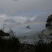 Rainbow ducks by kiwinanna