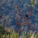 Flax flowers - and that elusive Tui by kiwinanna