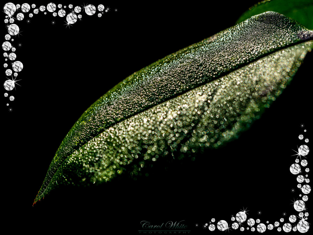 Glistening Leaf by carolmw