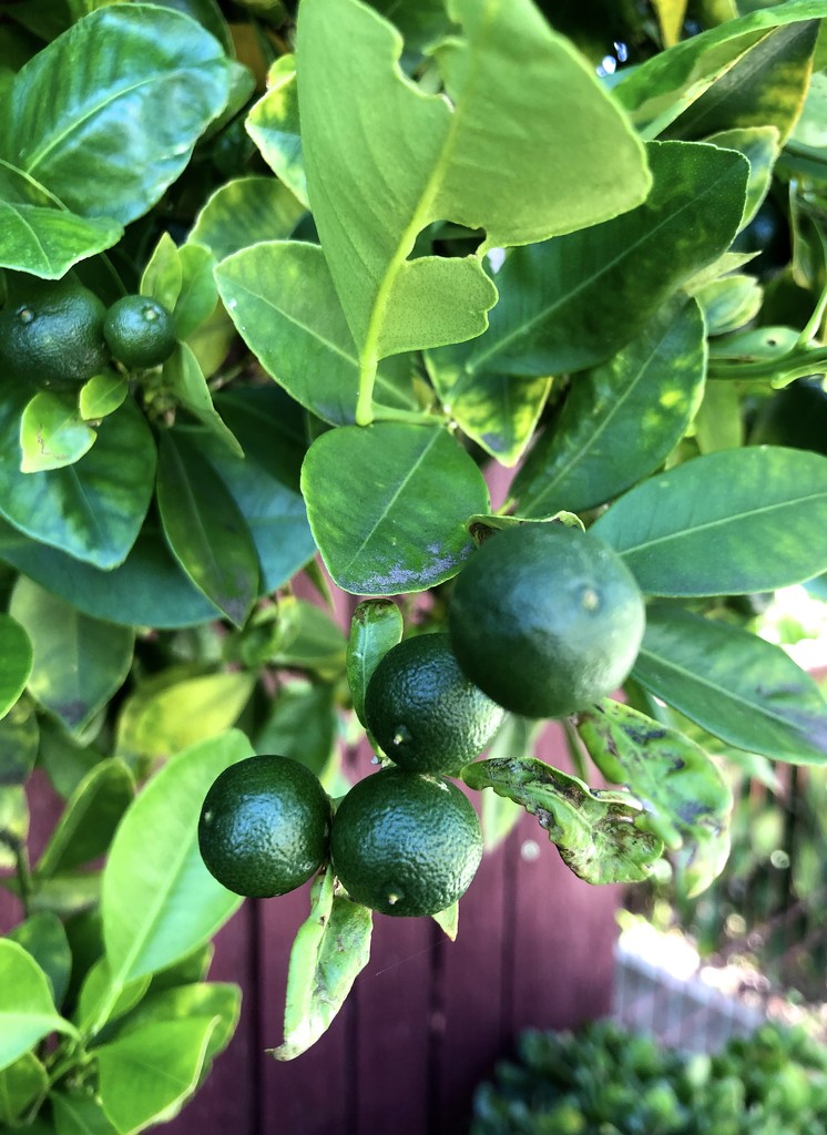 Berries or Teeny Weeny Limes by kjarn