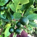 Berries or Teeny Weeny Limes by kjarn